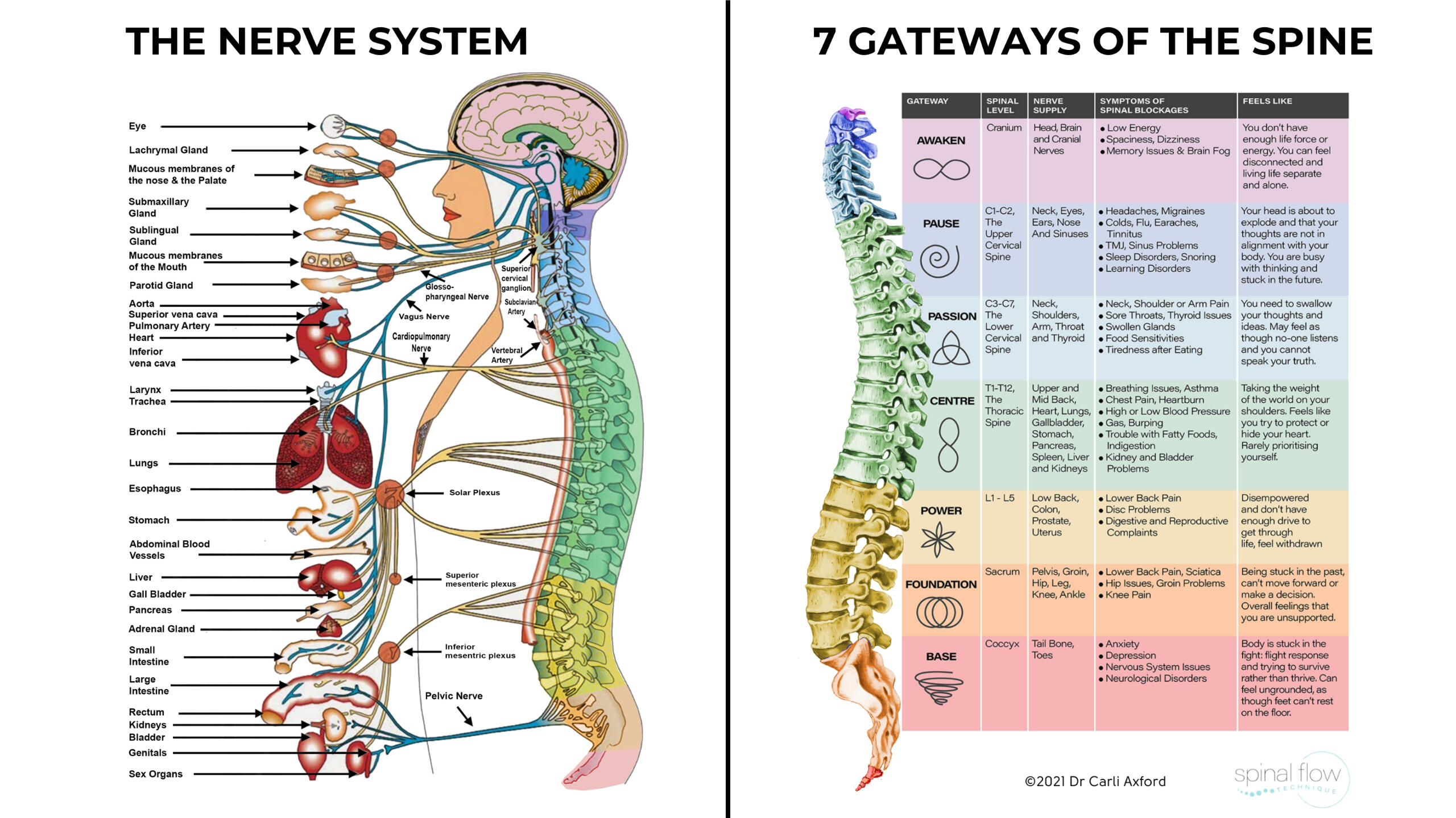 Központi Idegrendszer
